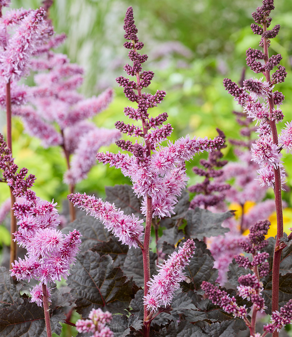 Astilbe 'Dark Side of the Moon®'