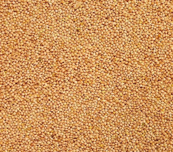 Dehner Lieblinge Silberhirse, 1 kg