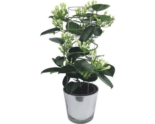 FloraSelf Stephanotis floribunda (Jacobsboom) H 20 cm Ø 7,5 cm pot