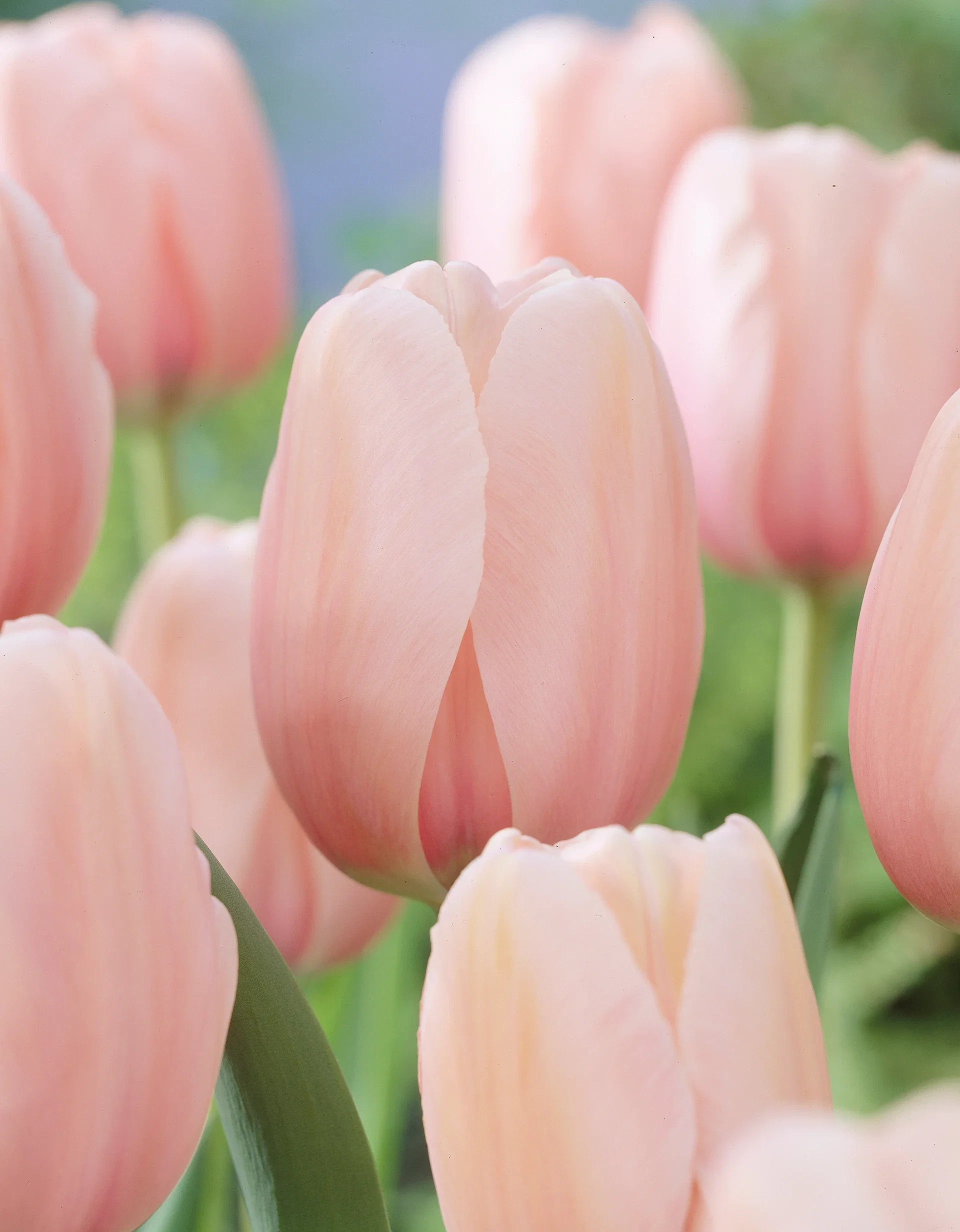 Tulipa (Darwinhybrid-Group) 'Salmon Impression' Tulipan 'Salmon Impression'