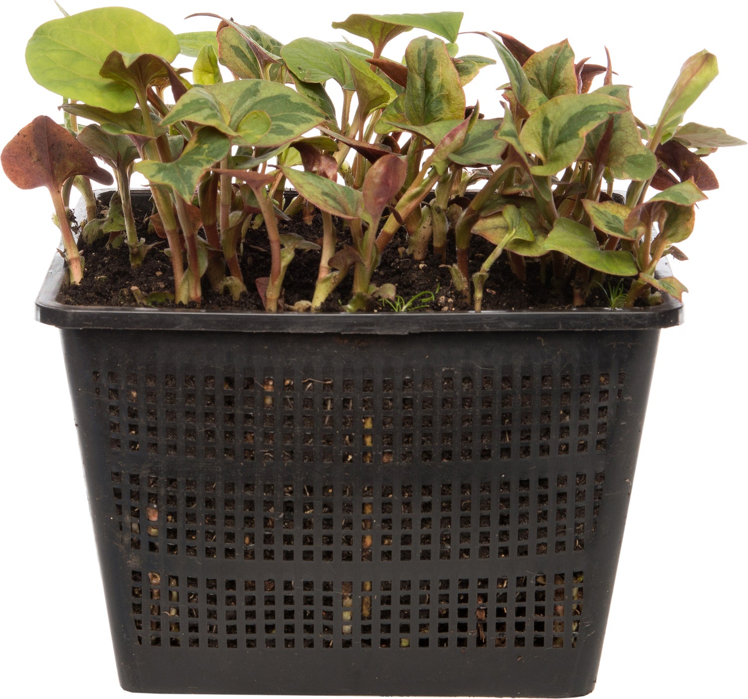 Bonte moerasanemoon (Houttuynia cordata 'Chameleon') D 18 H 30 cm