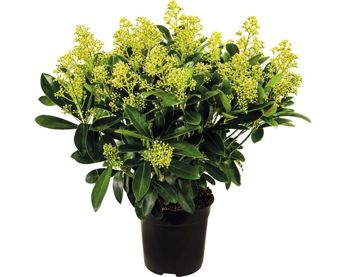 Japanse Skimmia FloraSelf Skimmia japonica 'Finchy' H 20-30 cm Co 3 L bossig
