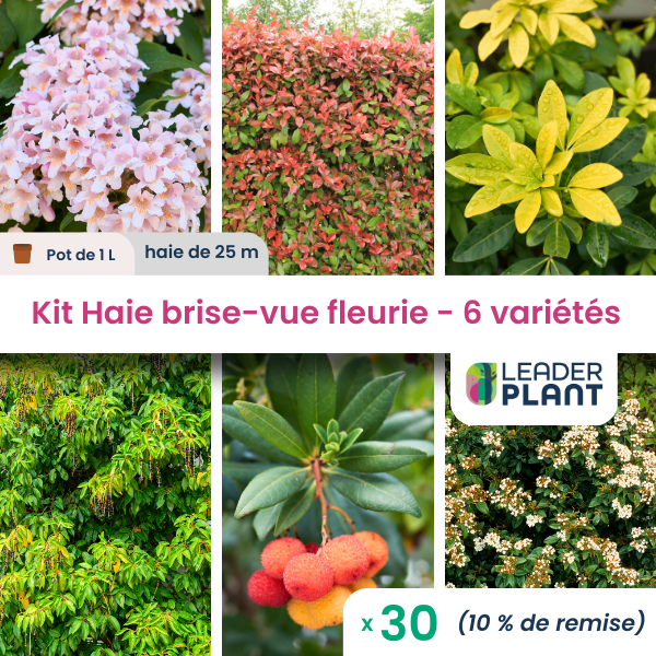 Kit haie brise vue fleurie - 6 variétés
