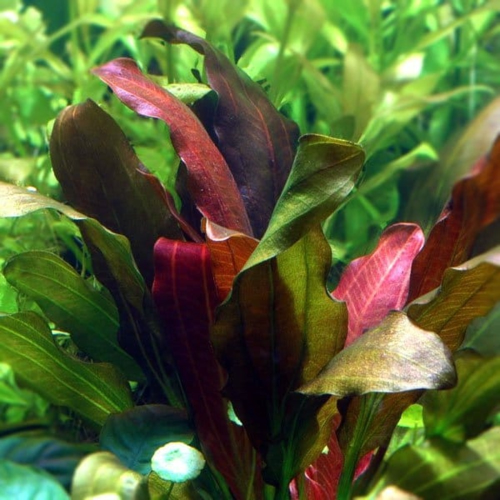 Echinodorus barthii