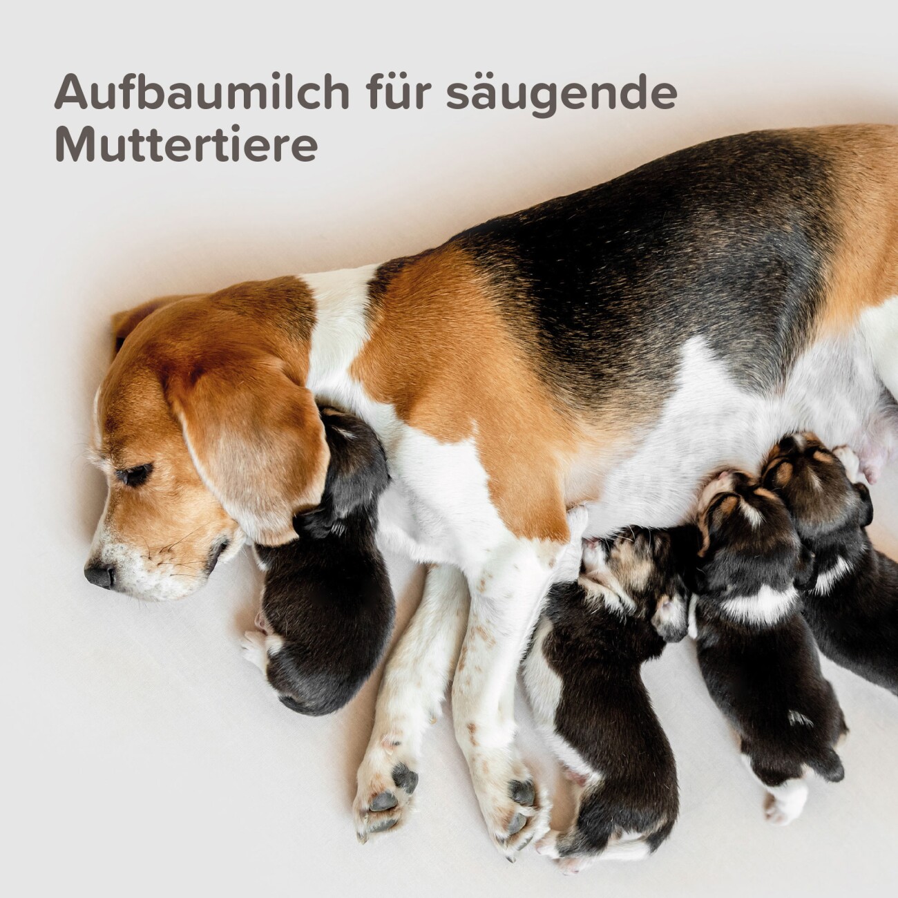 Beaphar Lactol Aufzucht-Milch 500 g