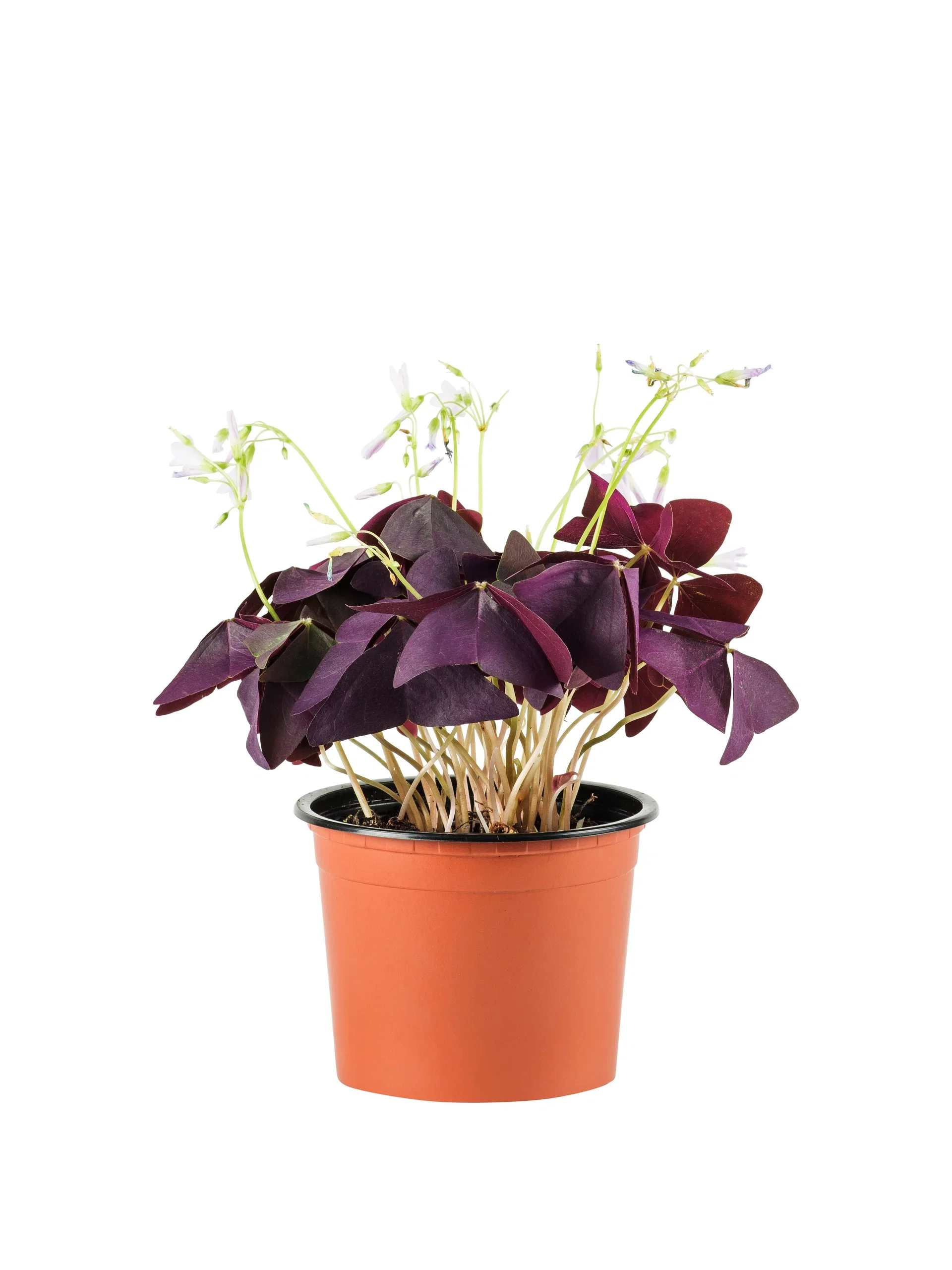 Oxalis triangularis Gjøksyre Høyde 25 cm