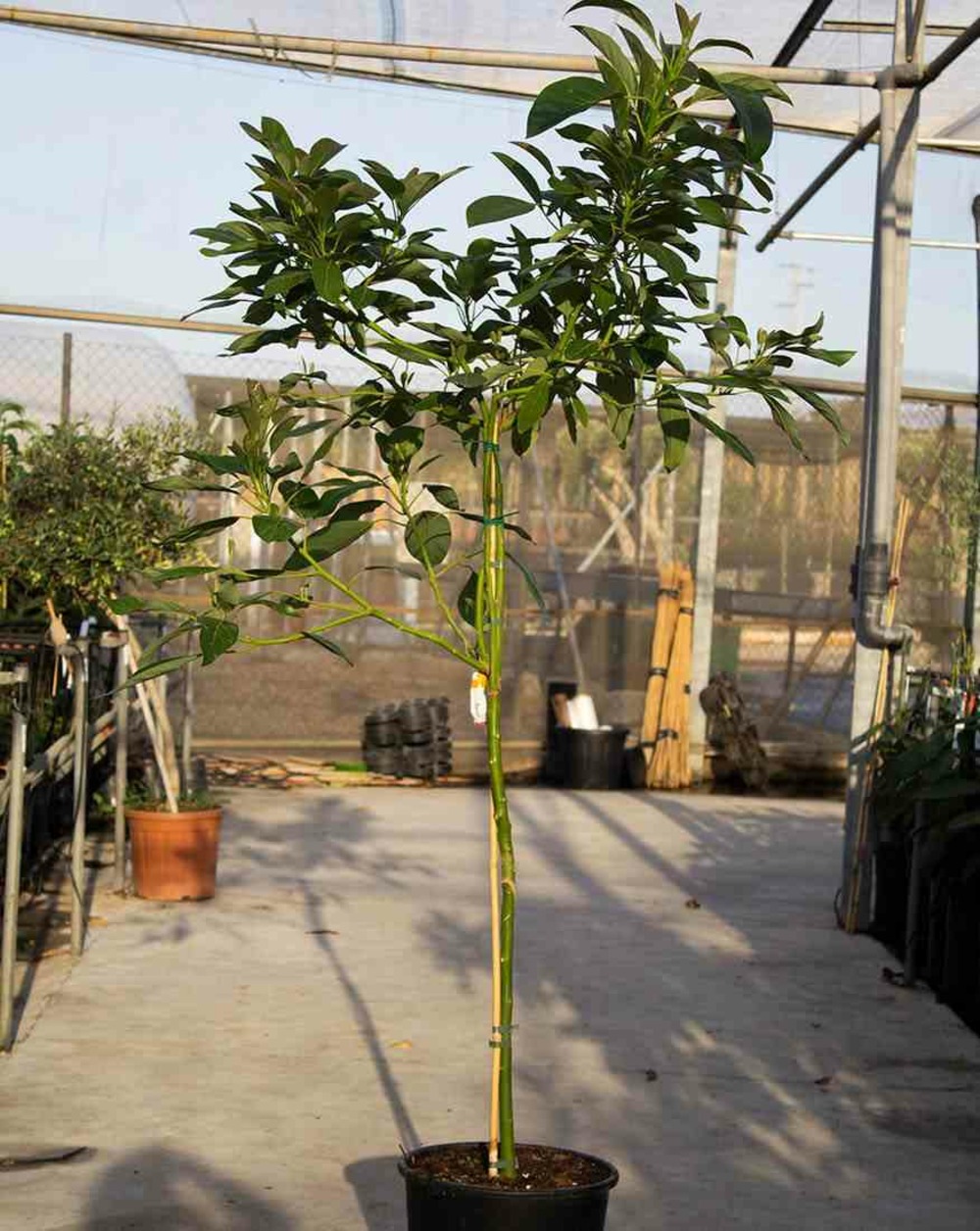Avocatier persea americana var. Hass (de greffe) blanc - taille pot de 25l - 180/200cm