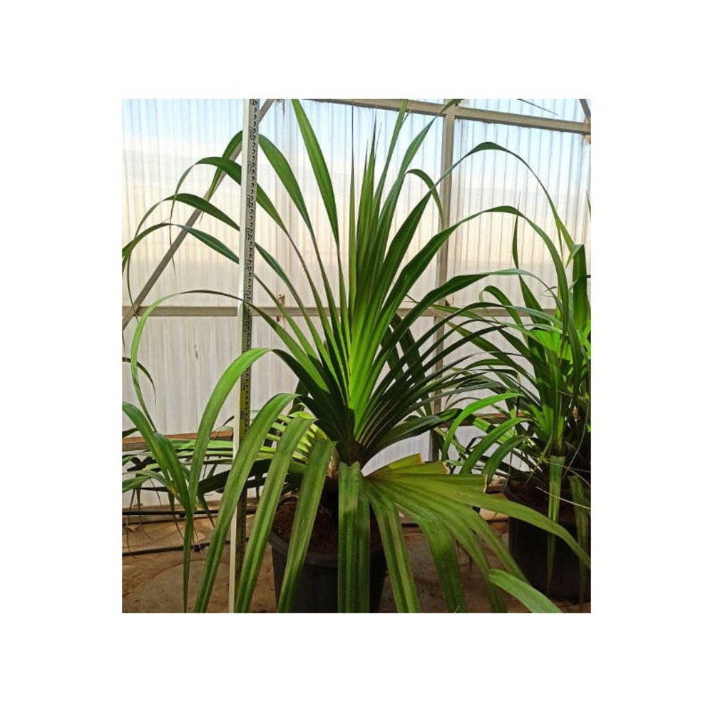 Pandanus utilis (vacoa, vaquois, pimpin) taille pot de 40 litres ? 100/120 cm