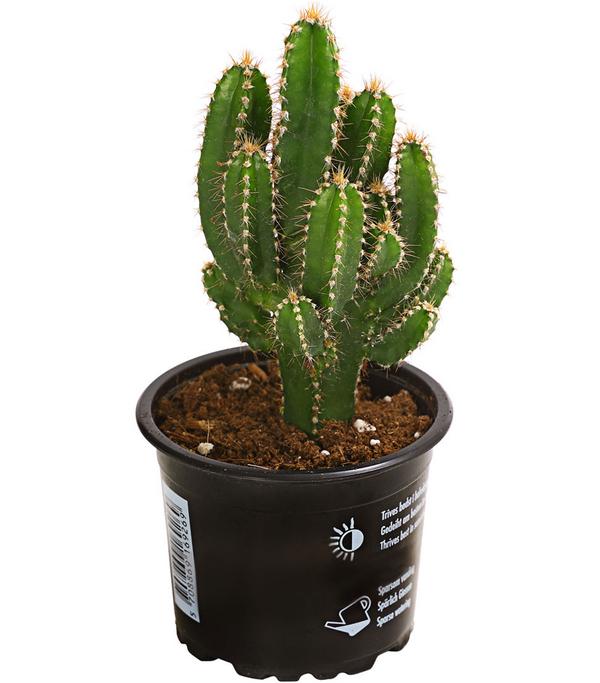 Felsenkaktus - Cereus repandus/Cereus