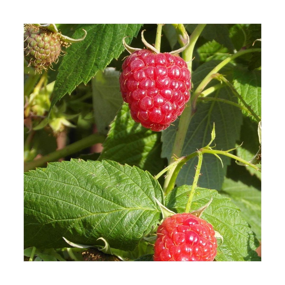 Framboisier idaeus tulameen/rubus idaeus tulameen[-]pot de 3l - 10/40 cm