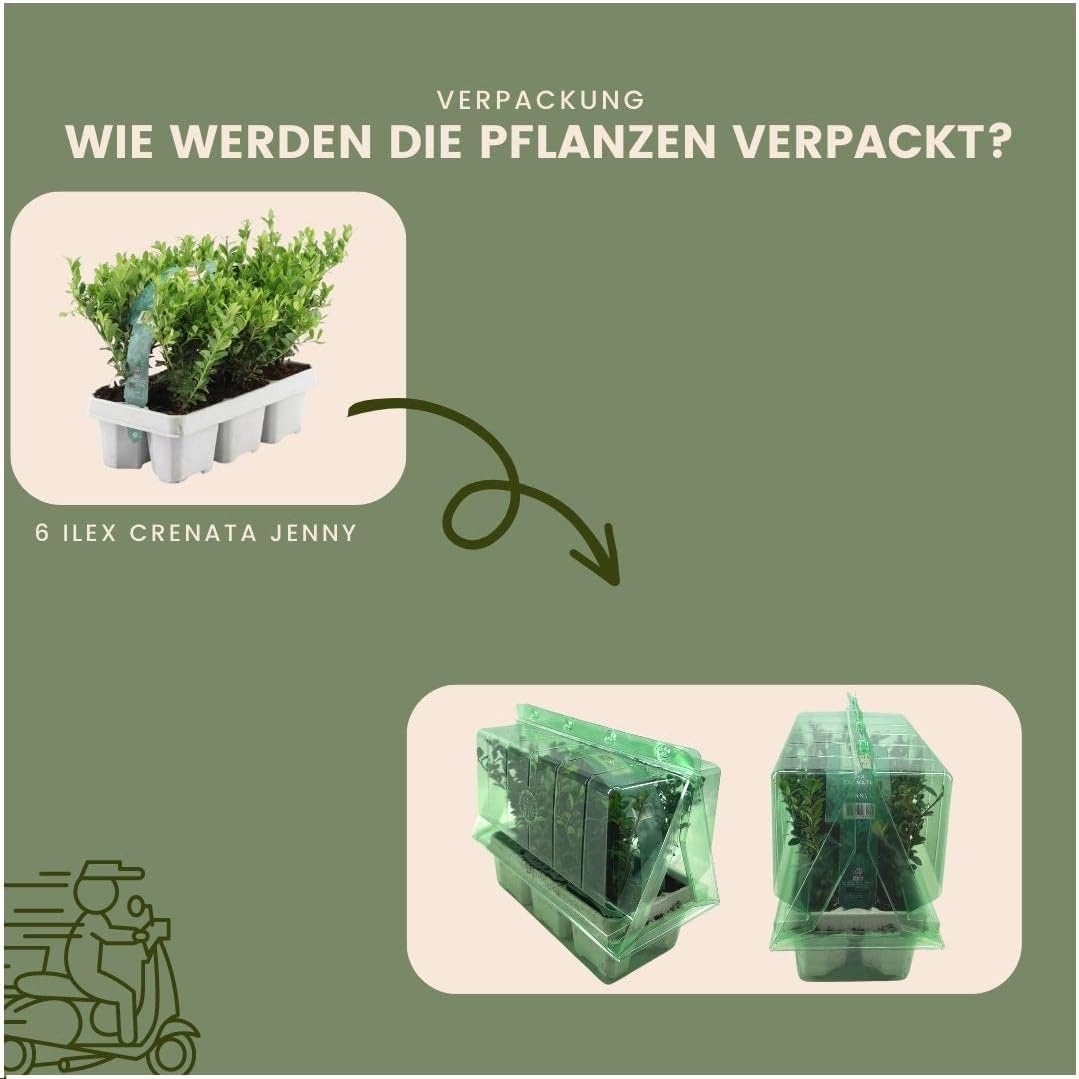 Plants by Frank – 72 Stechpalme | Heckenpflanzen Winterhart | 72 x Ø7 cm - 15 cm Ilex crenata Jenny | Heckenpflanzen | Buchs ersatz | Buchsbaum