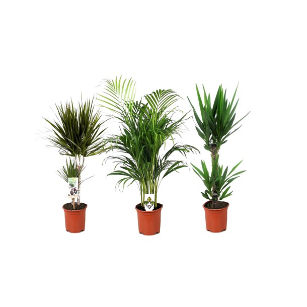 Palmier dintérieur xl - 3