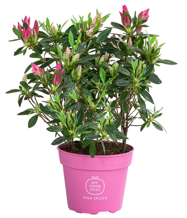 Japanische Azalee 'Pink Spider®'
