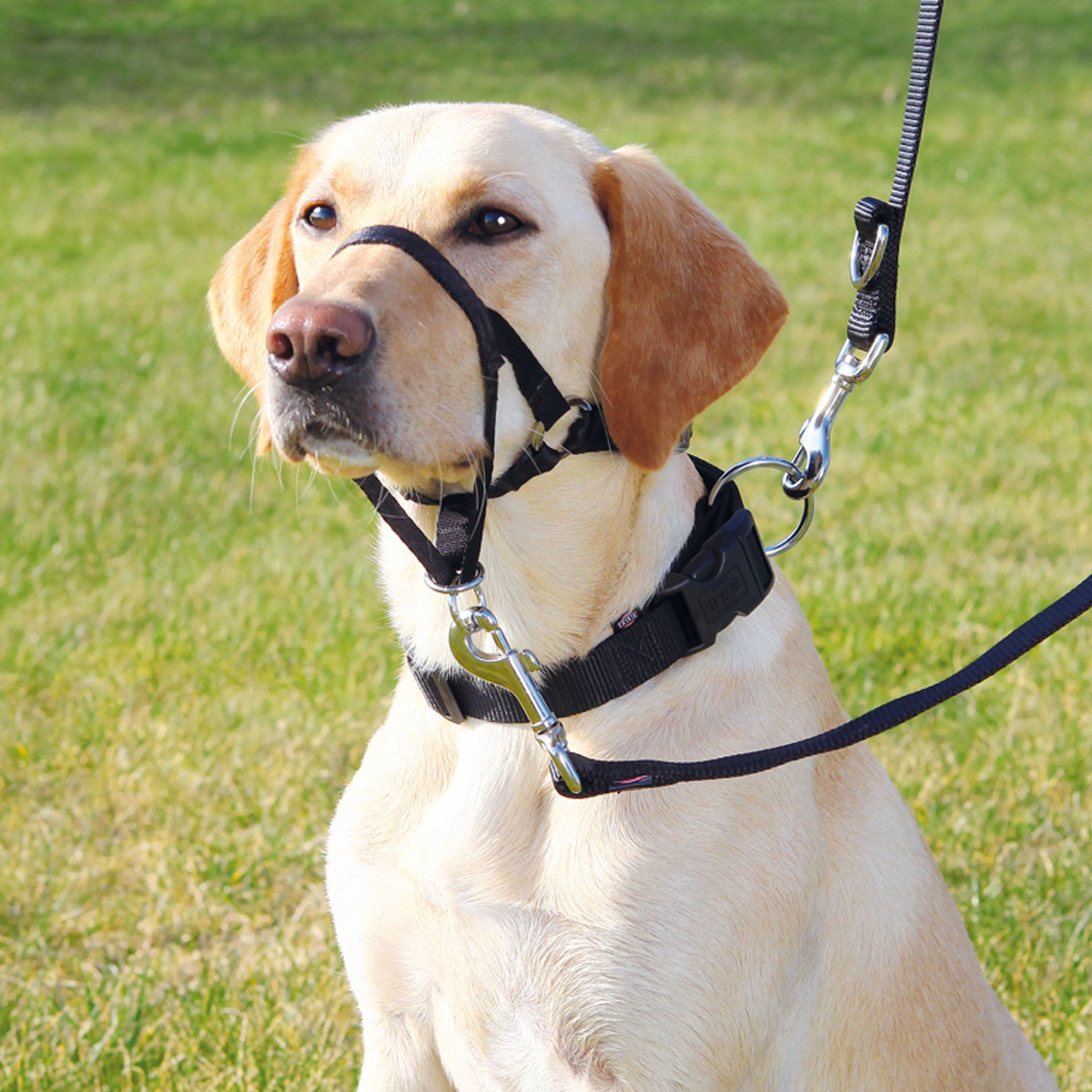 Trixie Trainer Halter - Ausbildungsgeschirr