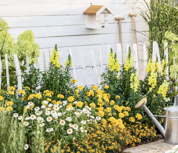 Garten-Löwenmäulchen, verschiedene Farben