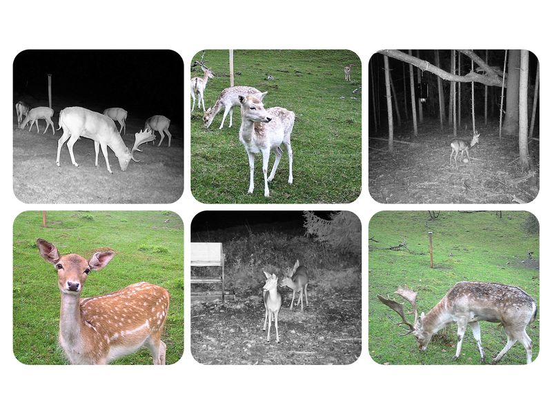 Dörr Kamera Wildkamera SnapShot Cloud Pro 4G Überwachungskamera für hochauflösende Wildtierbeobachtung und Sicherheitsüberwachung