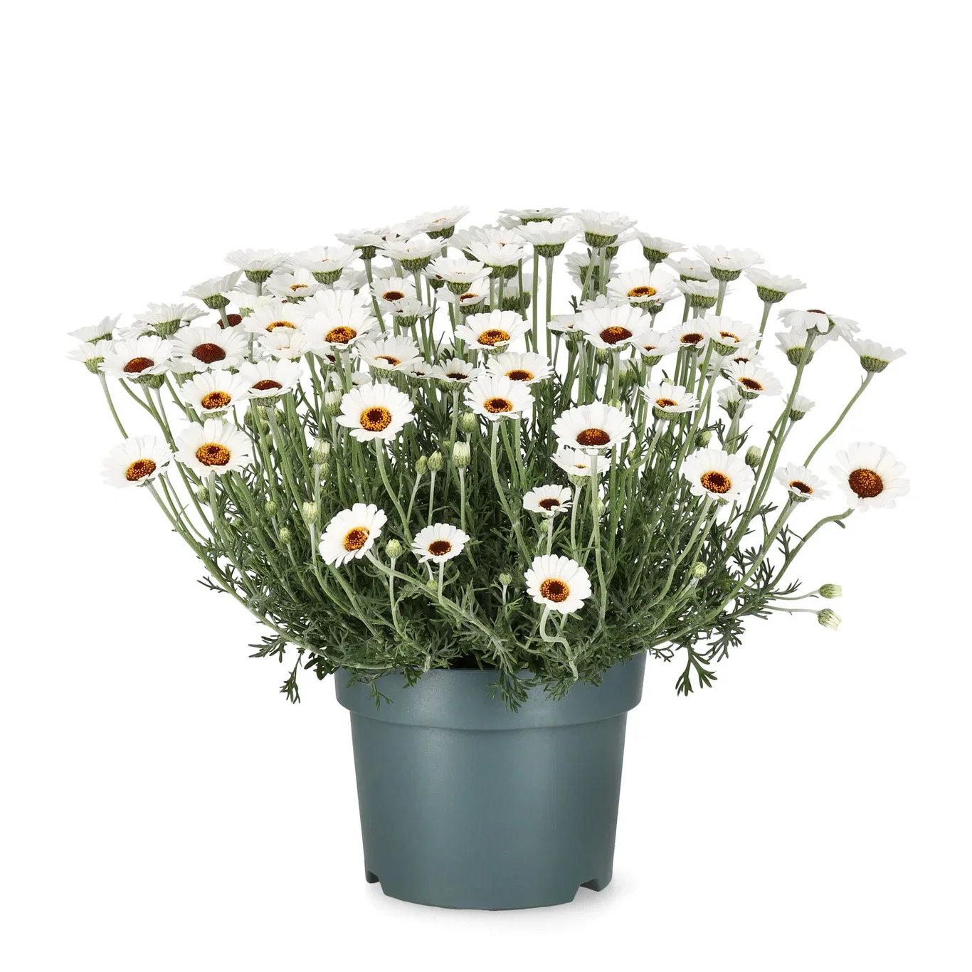 Rhodanthemum 'Casablanca' 19 cm Atlaskrage 'Casablanca' Ø19 cm