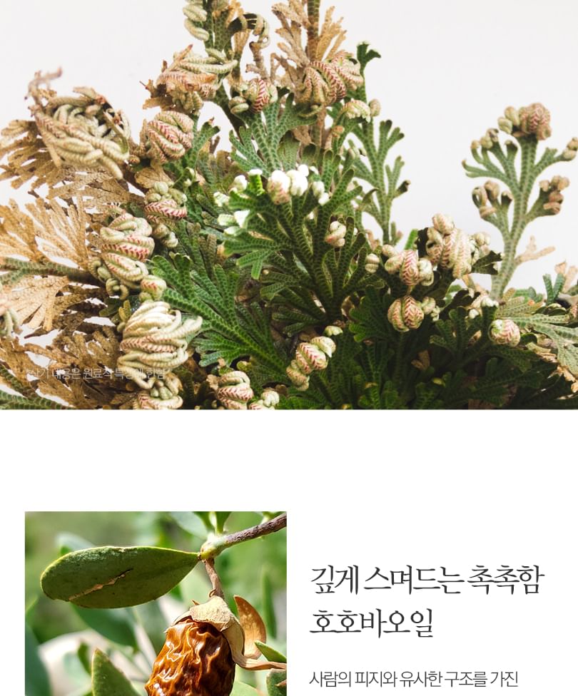 Pyunkang Yul - Bodylotion Dancheong