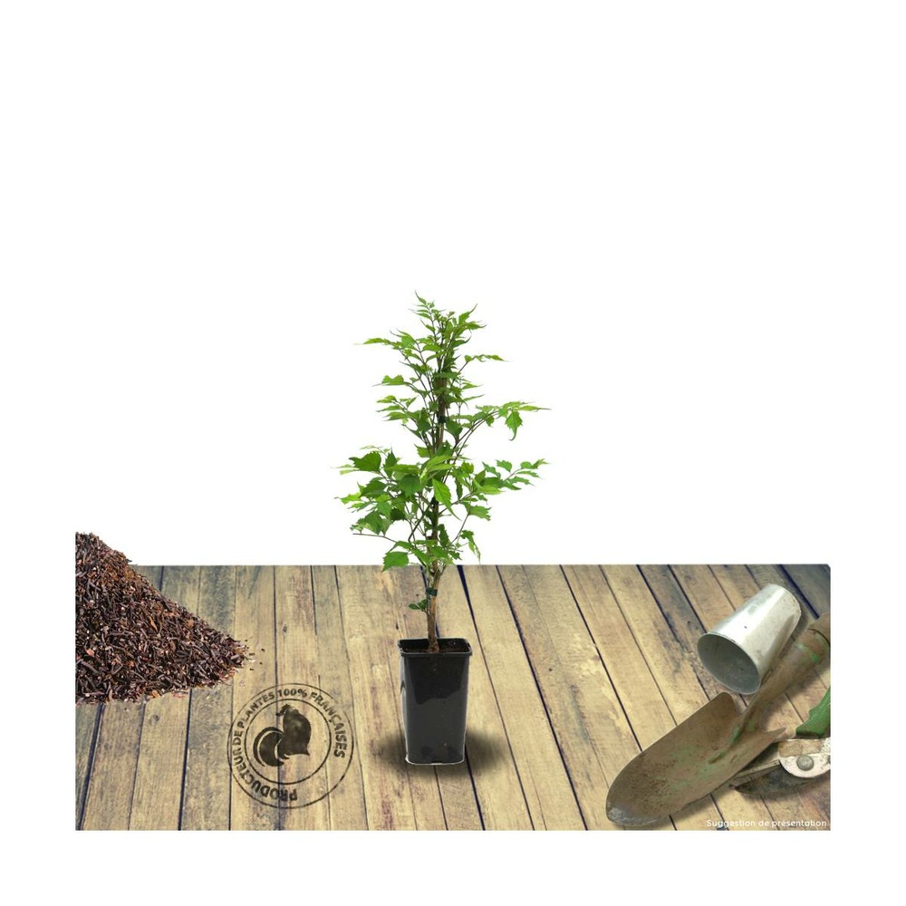 Bignone x tagliabuana madame galen/campsis x tagliabuana 'madame galen'[-]pot de 1,5l - tuteur bambou 30/60 cm
