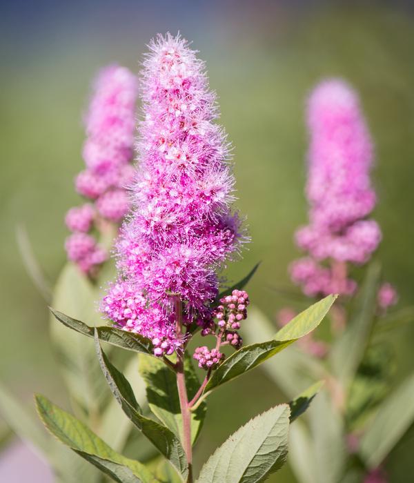 Kolbenspiere 'Triumphans'