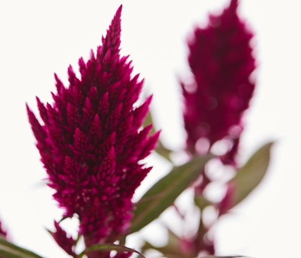 Beet- & Balkonpflanzen-Set Sommerpurpur,