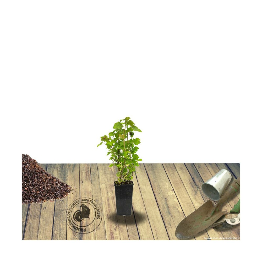 Cassis nigrum andega/ribes nigrum andega[-]pot de 1,5l - 20/50 cm