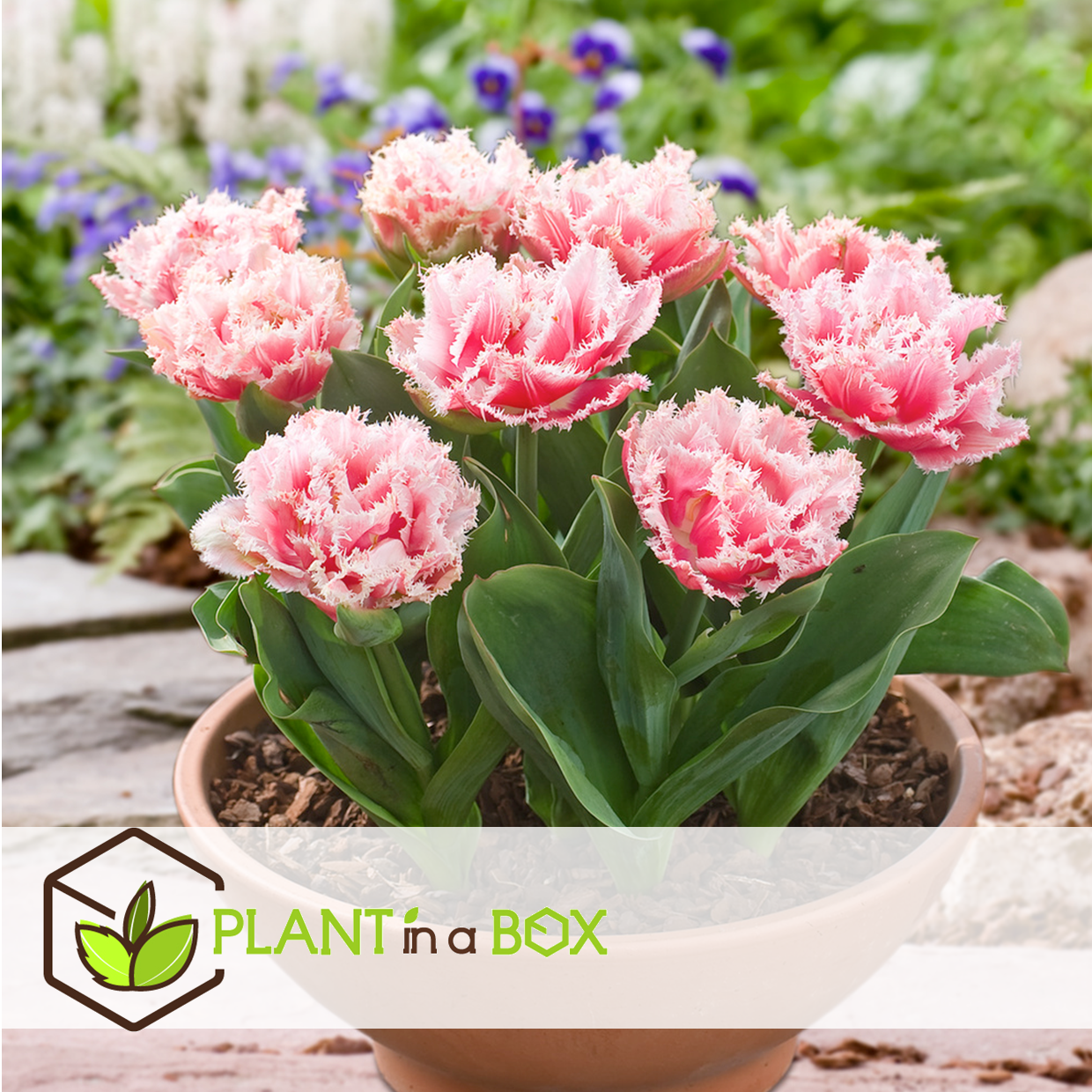 Tulipa queensland - bulbes à fleurs x15 - tulipe - blanc rosé