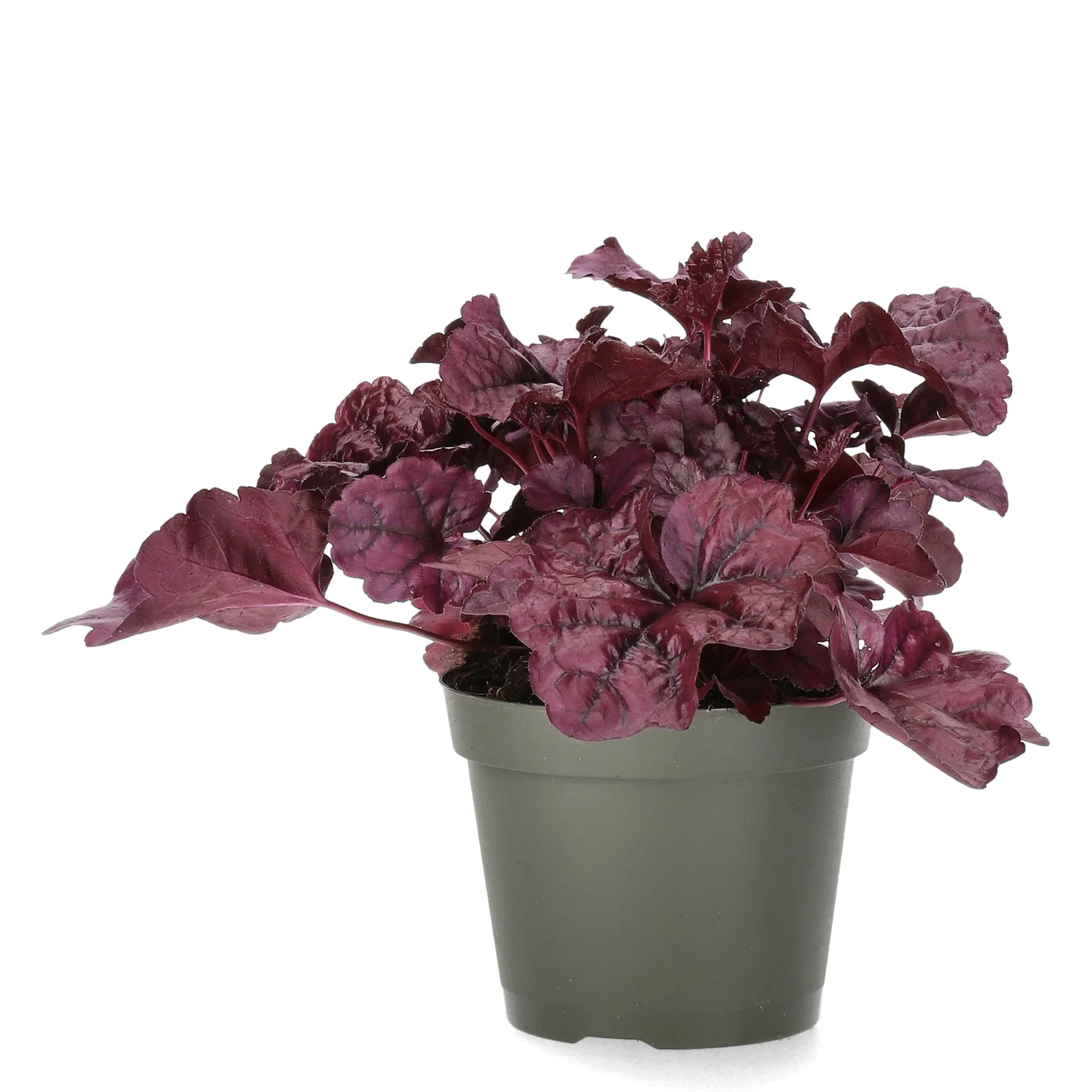 Heuchera Purple Alunrot Ø15 cm