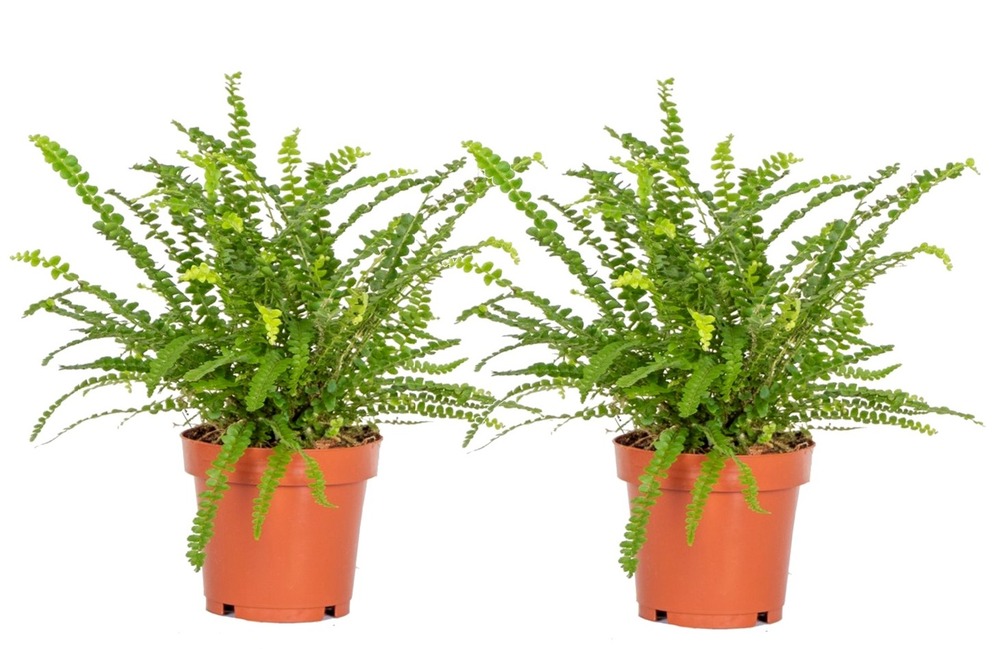 Nephrolepis duffi - fougère frisée - set de 2 - pots 12cm - hauteur 25-40cm