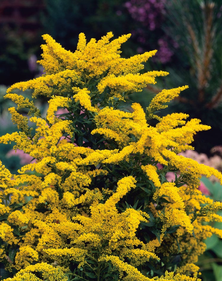 Guldenroede (Solidago 'Goldkind') D 9 H 10 cm