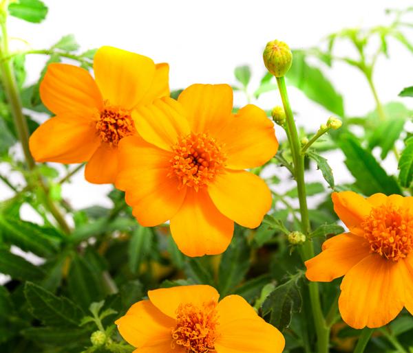 Studentenblume 'Gold Medal'