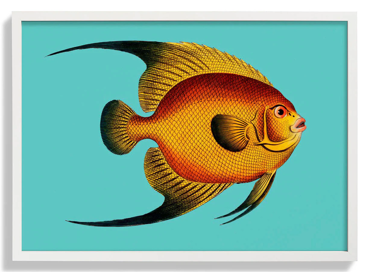Türkisfarbener Fisch