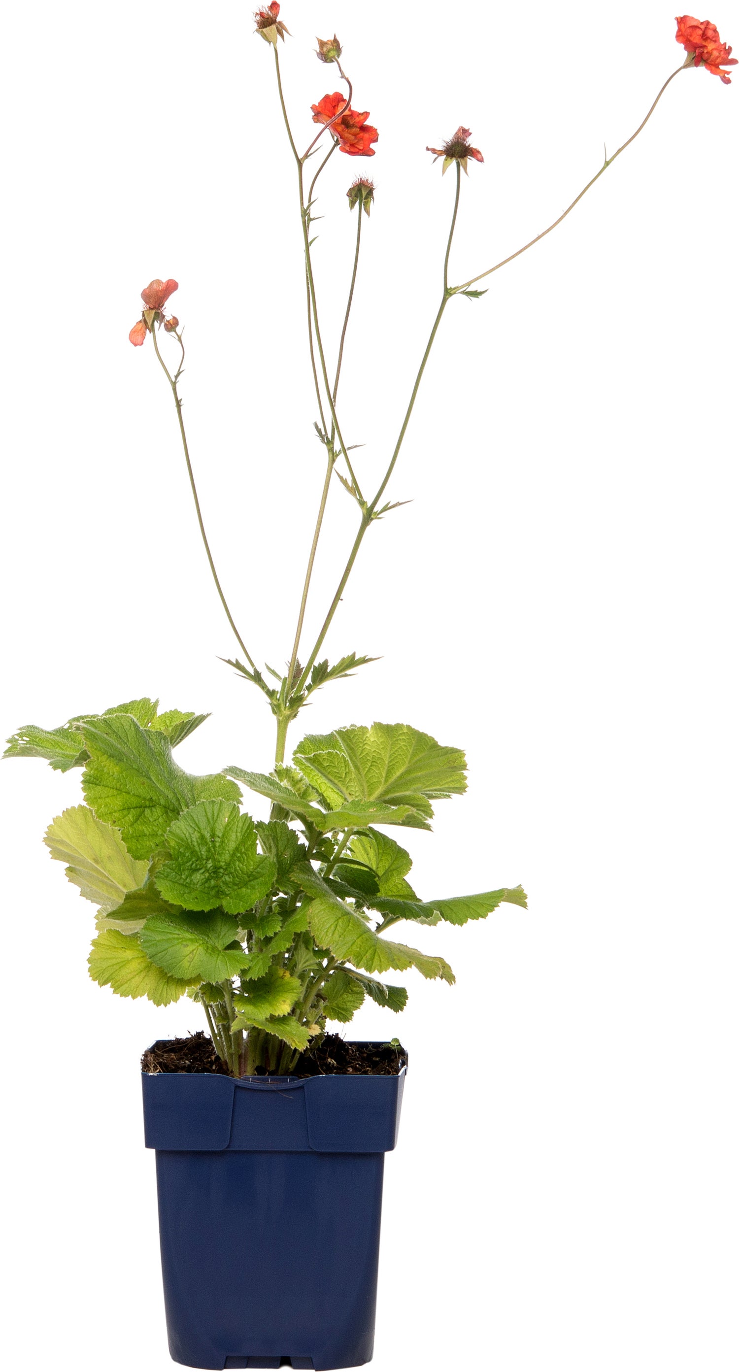 Nagelkruid (Geum 'Scarlet Tempest') D 11 H 10 cm