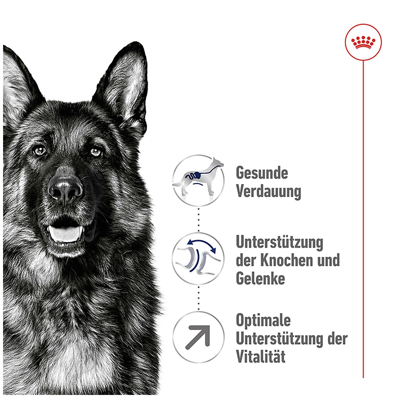ROYAL CANIN Maxi Adult 5+ 4 kg