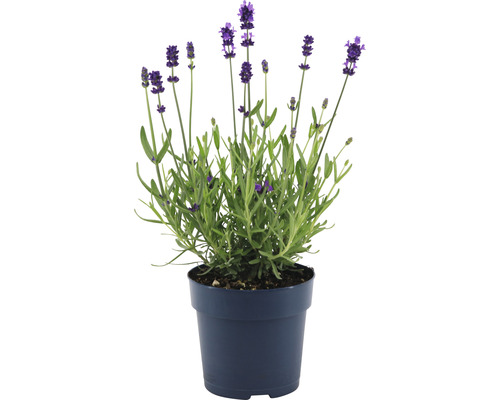 Lavendel FloraSelf Lavandula angustifolia 'Felice' H 15-20 cm Ø 12 cm pot