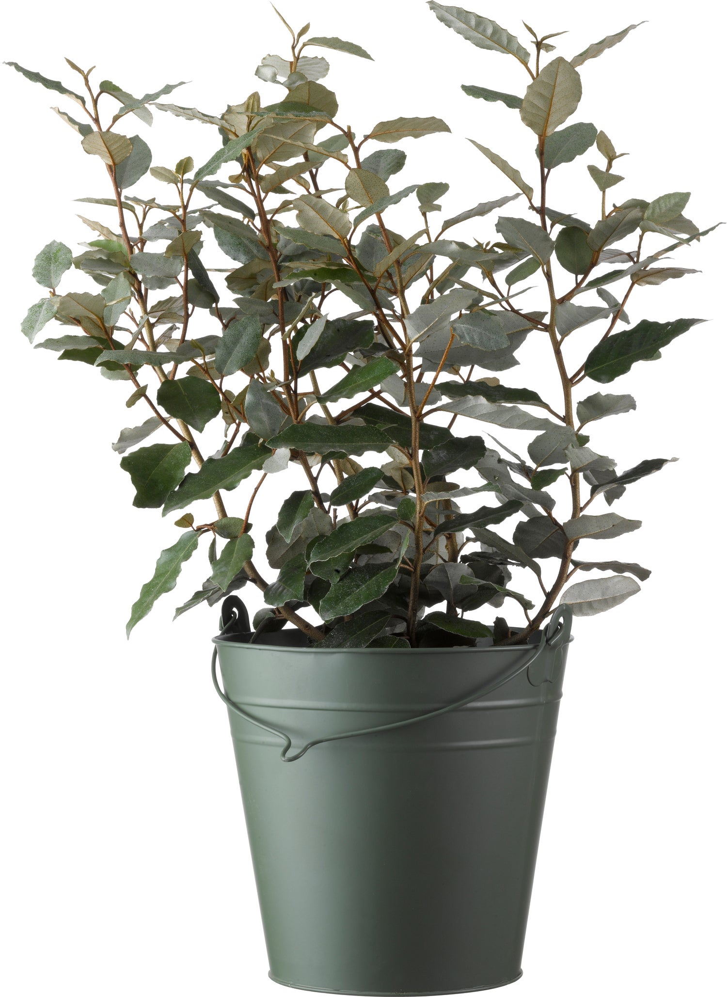 Olijfwilg (Elaeagnus ebbingei 'Compacta') D 19 H 50 cm