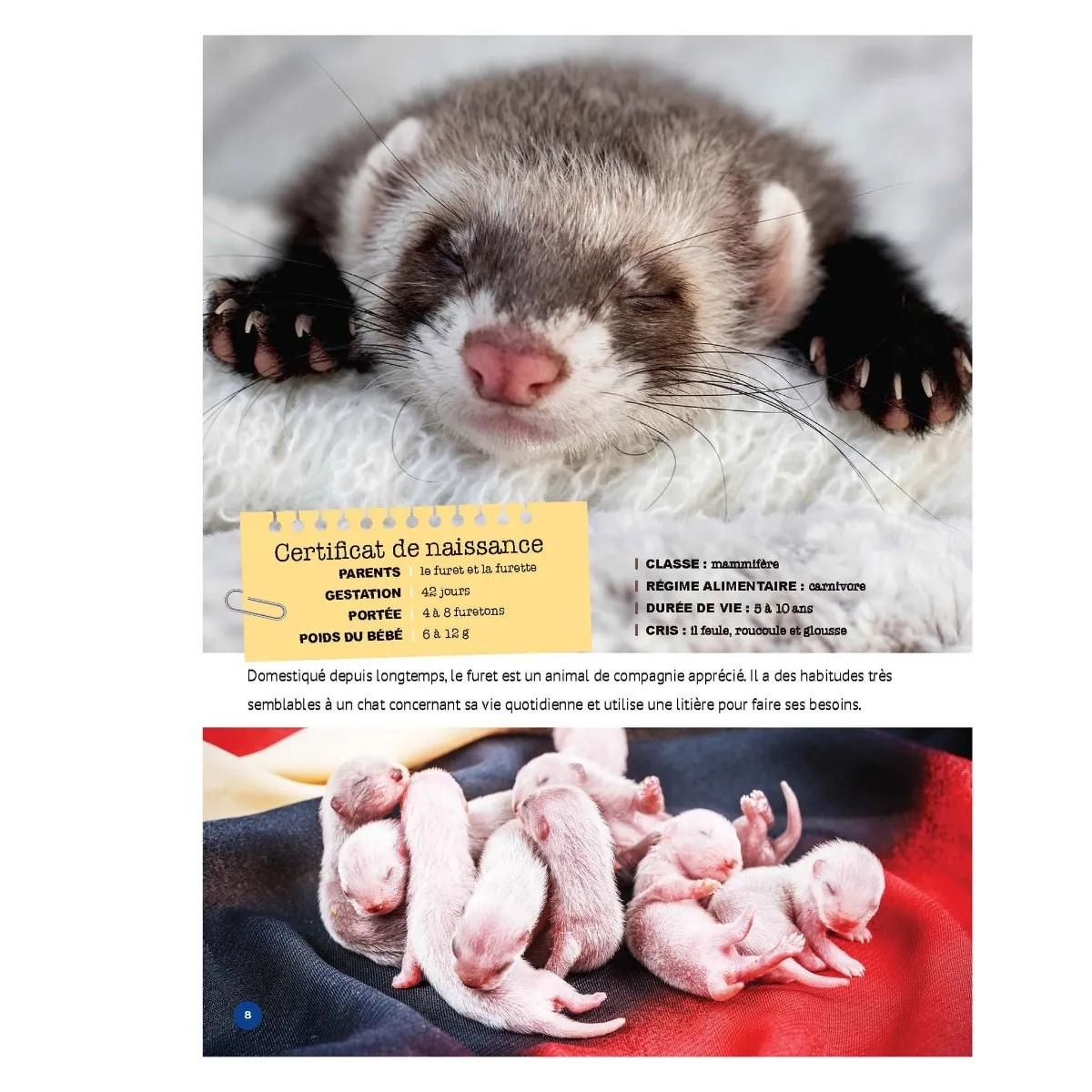 Prologue Mon Grand Animalier des Bébés Animaux