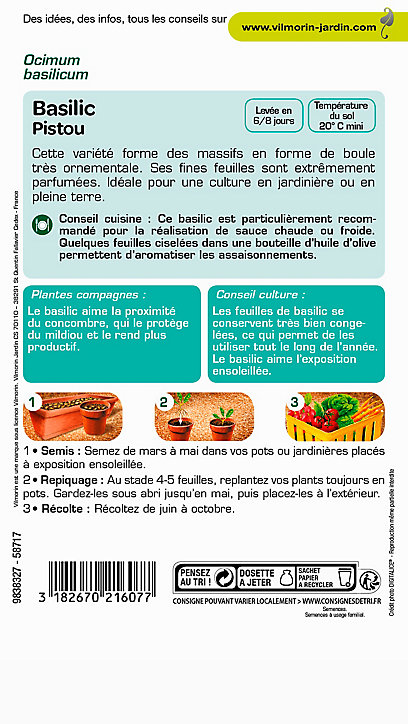 Graines de Basilic Pistou