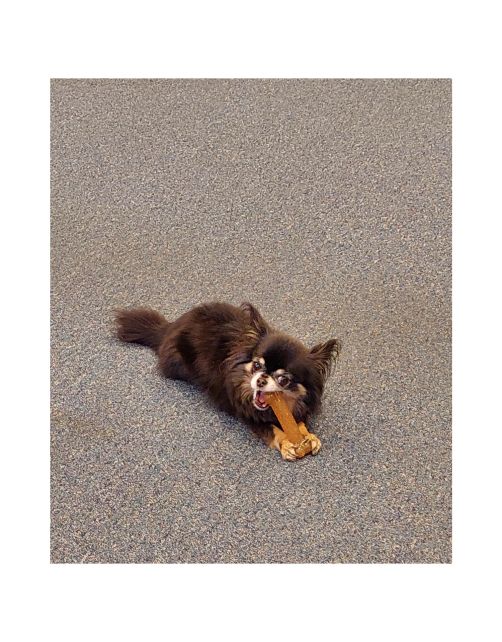 Nylabone Puppy Bone Flexible Bruin - Hondenspeelgoed