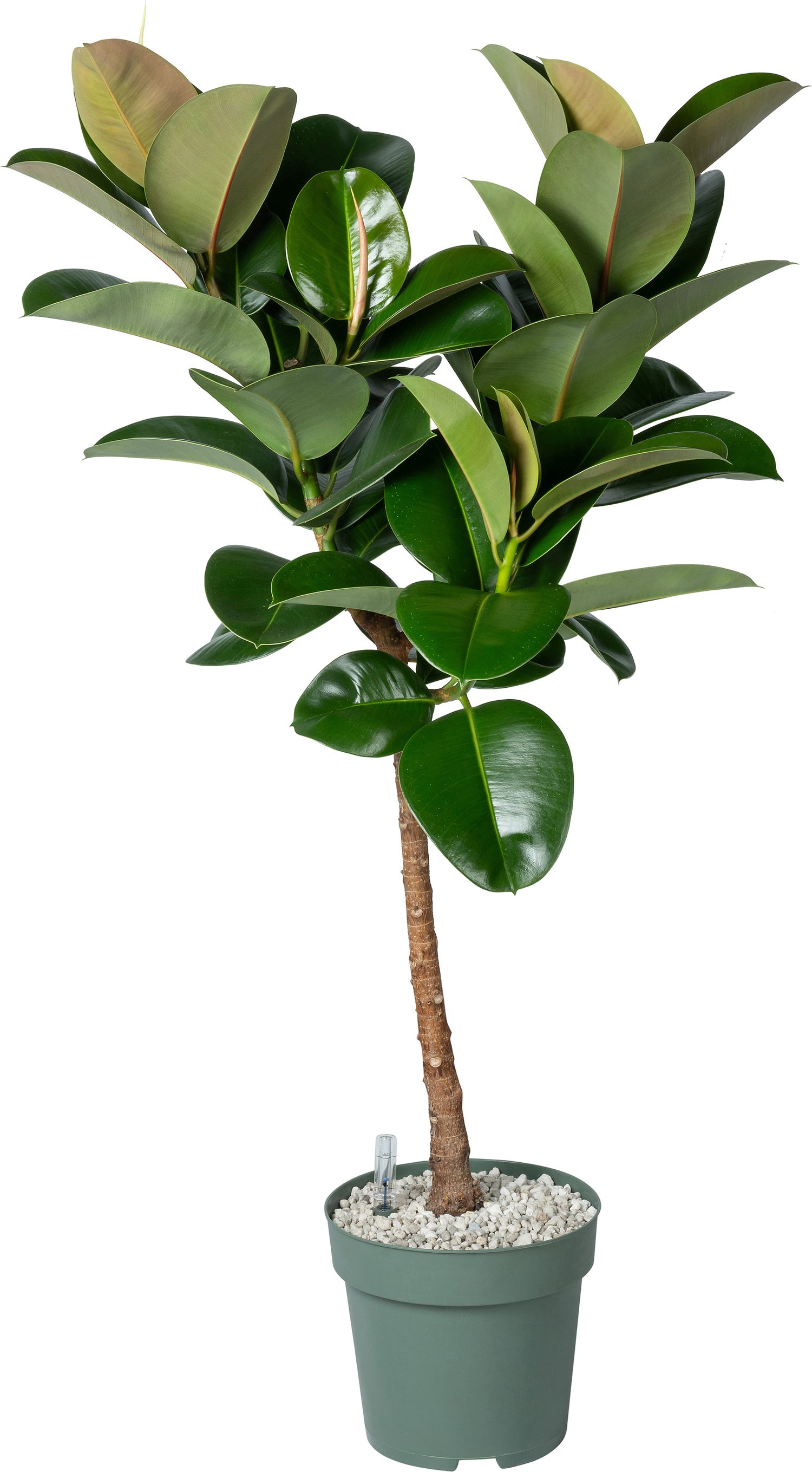 Rubberboom op stam (Ficus elastica 'Makana') D 27 H 120 cm