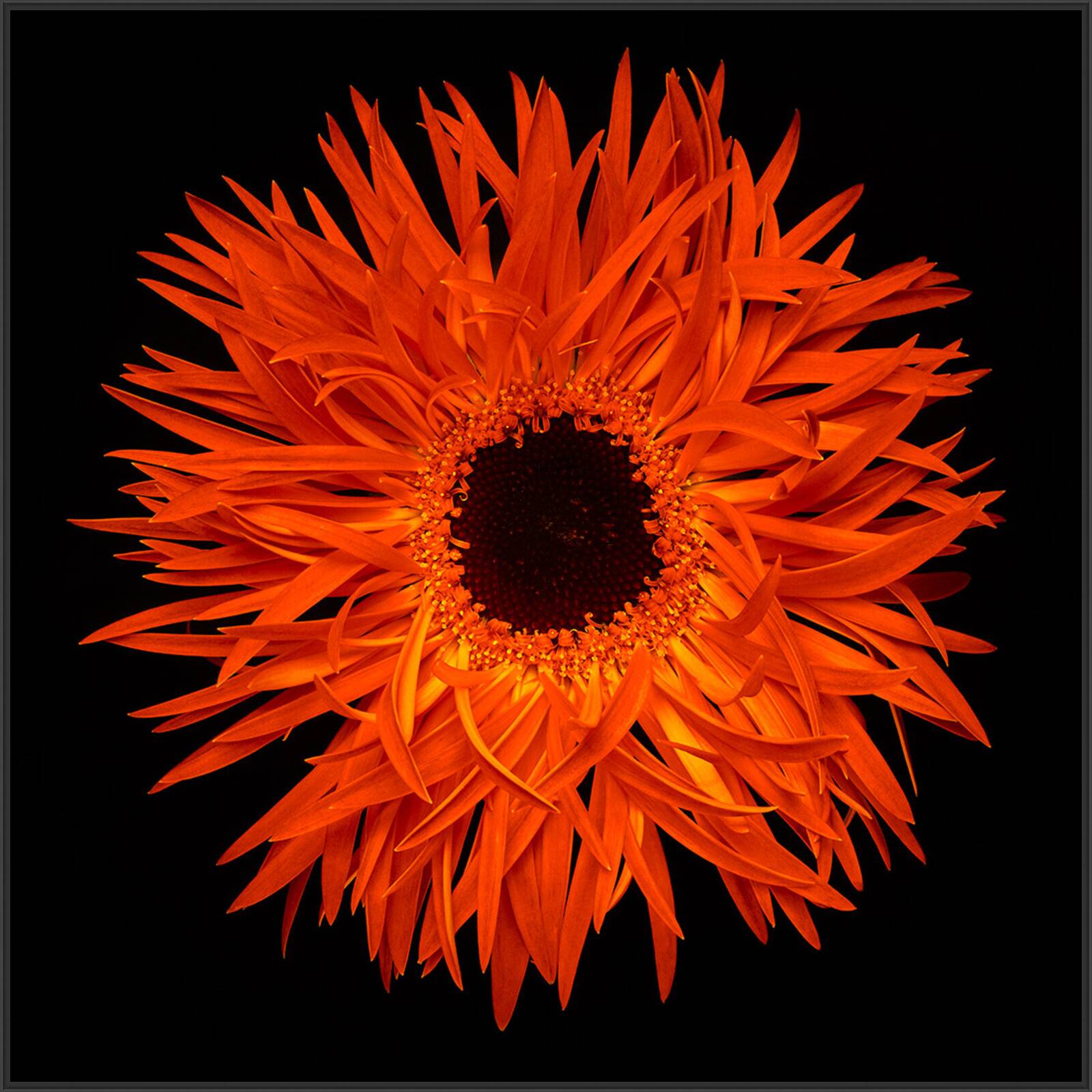 Blossom VI by Heiko Hellwig - Limited Edition. Edition of: 150. Signed.