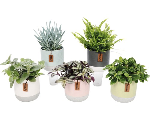 Nature Mix FloraSelf pot Ø 12 cm, diverse soorten, inclusief keramische plantenbak