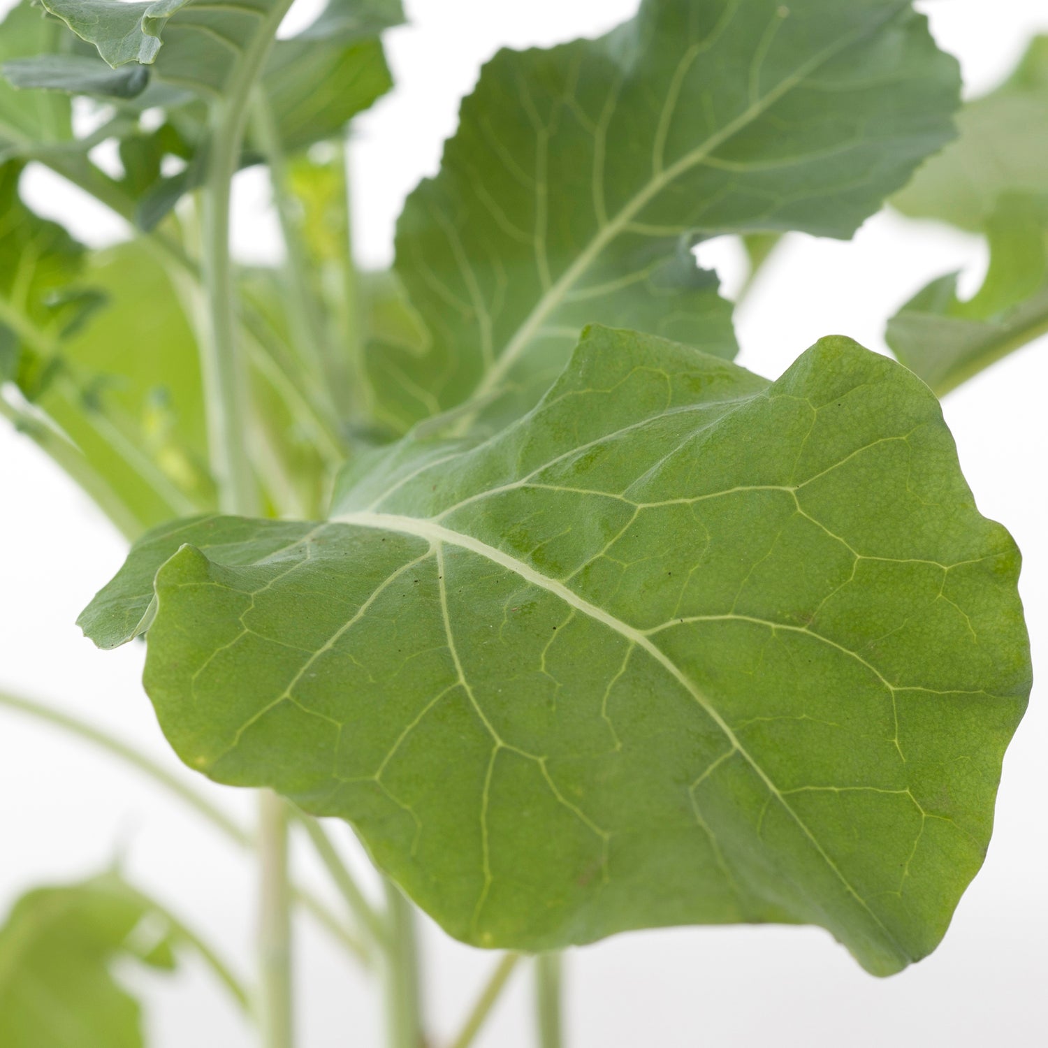 Biologische broccoli (Brassica oleracea Italica) D 9 H 5 cm