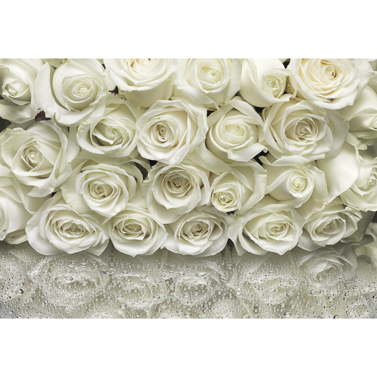 Papier-Fototapete A LA ROSE - creme - 3,68 Meter