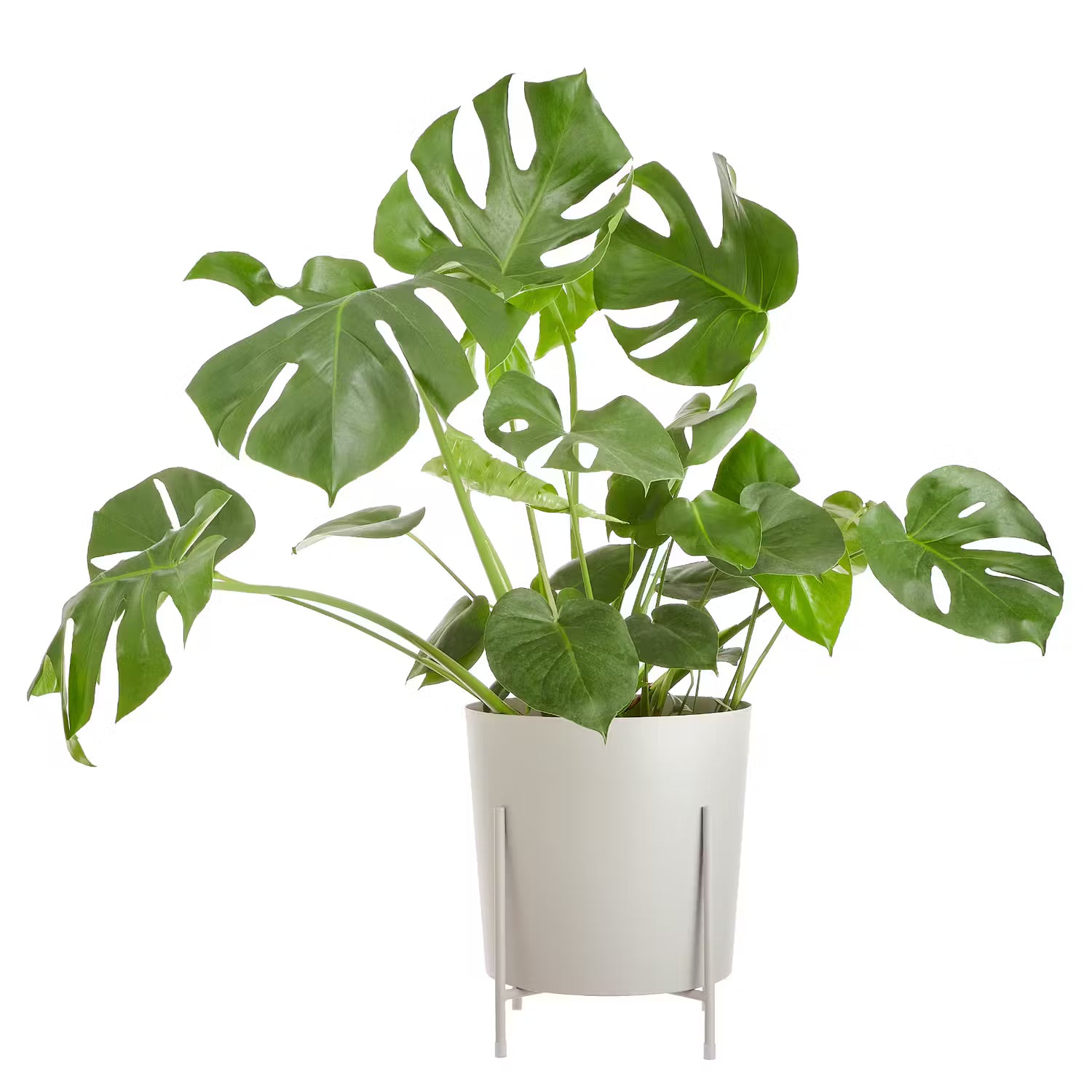 PLANTA Pflanztopf