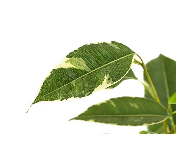 Birkenfeige - Ficus benjamina 'Twilight'