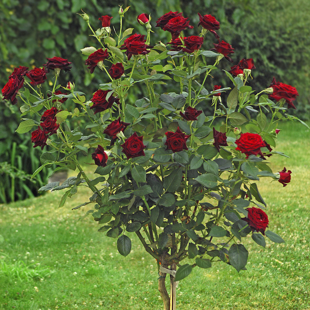 Rosier tige black baccara ® meidebenne racine nue