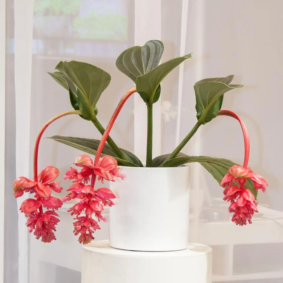 Trosbloem - Medinilla magnifica - Hoogte 40-50cm - ⌀17cm