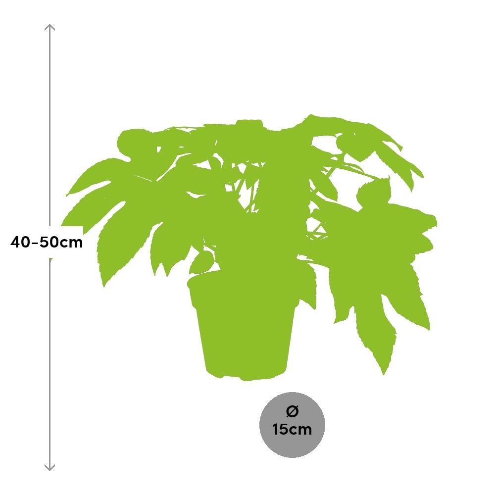 Plante d'intérieur - fatsia japonica 45.0cm