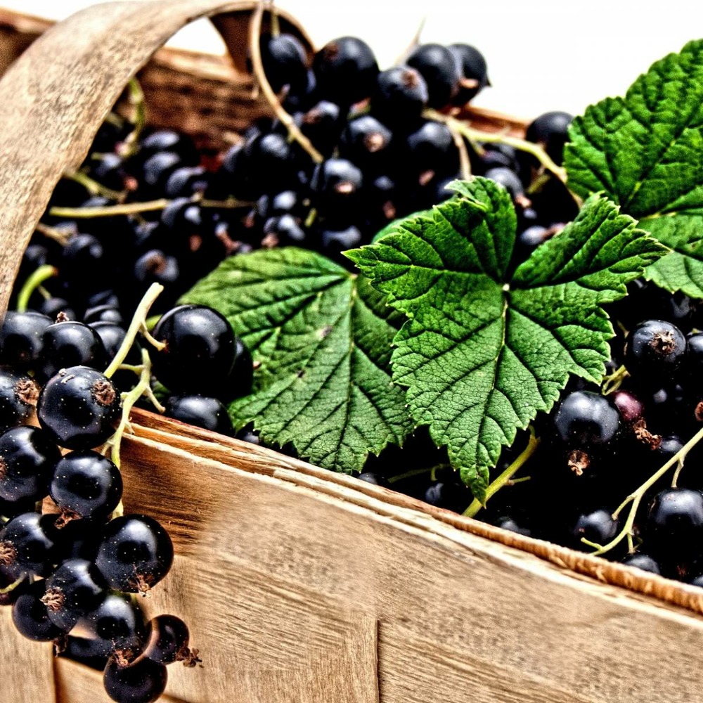 Cassis nigrum andega/ribes nigrum andega[-]pot de 3l - 40/60 cm